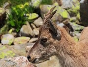 69 Stambecco in riva al lago